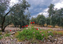 Photo Andalusien - Olivenhain